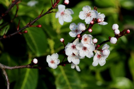 shallow focus photography of white flowers photo