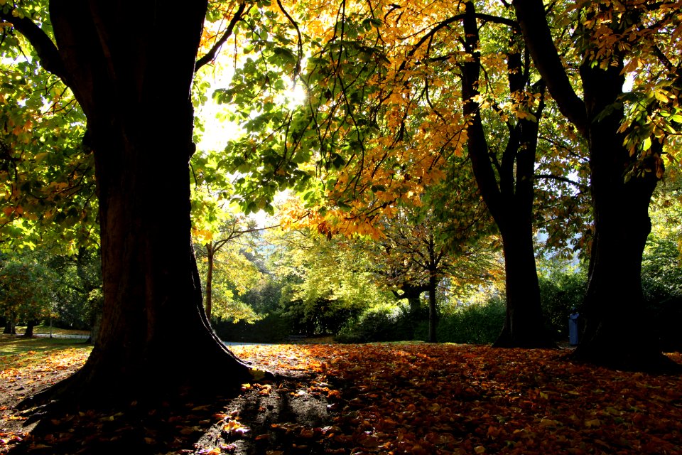 St stephens green, Dublin 2, Irel