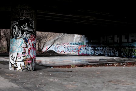 bare trees near graffiti wall photo