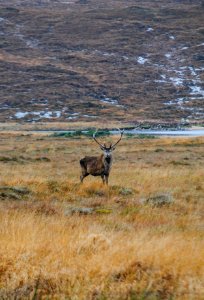 Kylesku, United kingdom, Focus photo