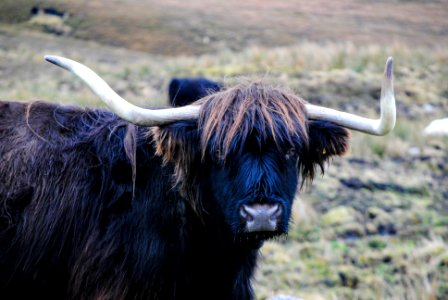 Aultbea, United kingdom, Macro