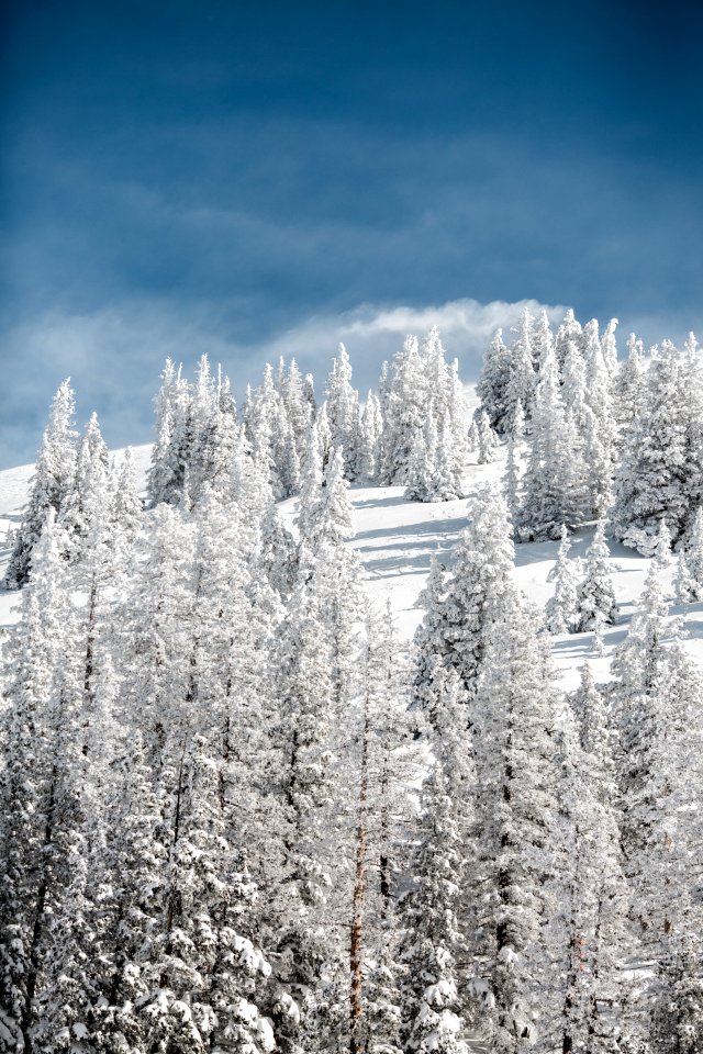 snow covered pine trees on mountain photo