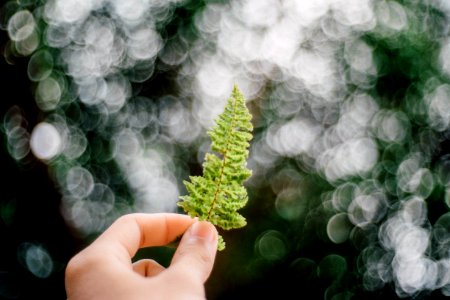 selective focus photography of leaf photo