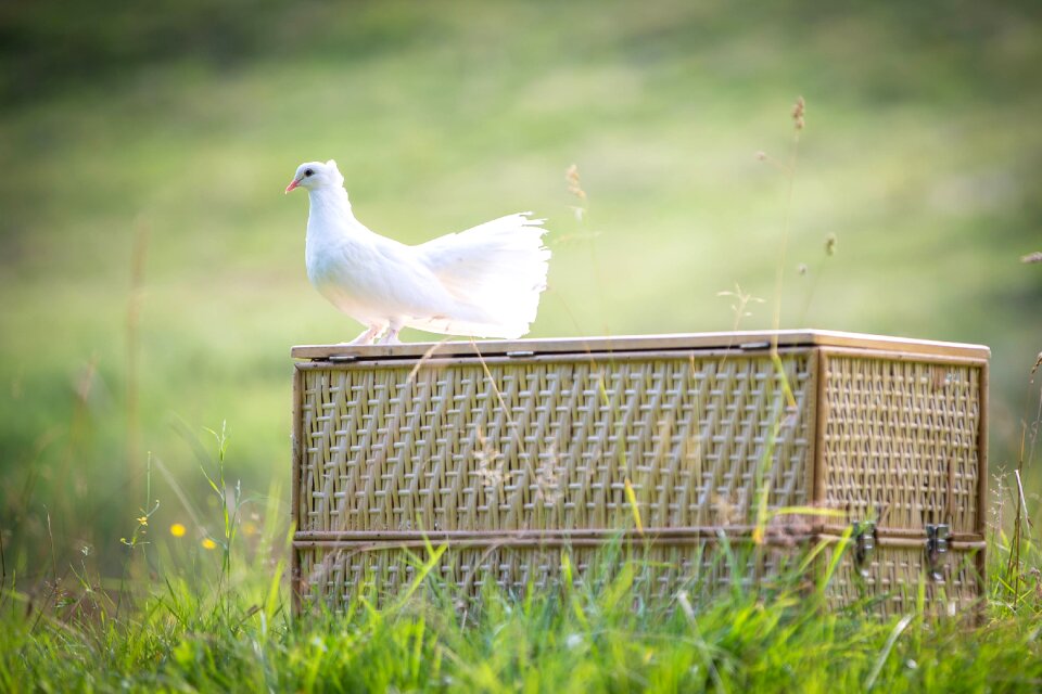 Beautiful plumage romantic