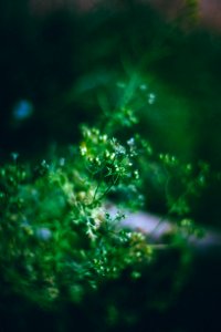 Flower, Green, Vegetable
