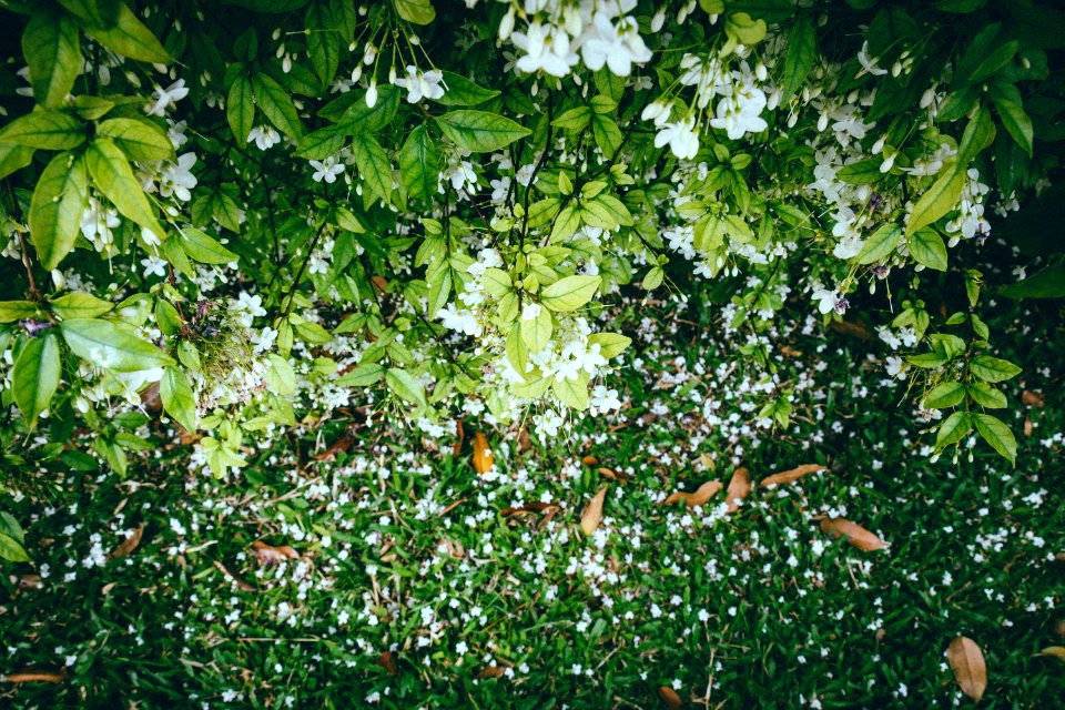 Ubon ratchathani, Thail, Bloom