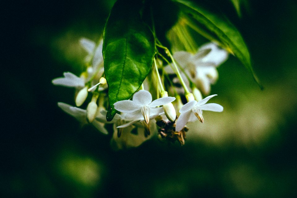 Flower, Wild water plum