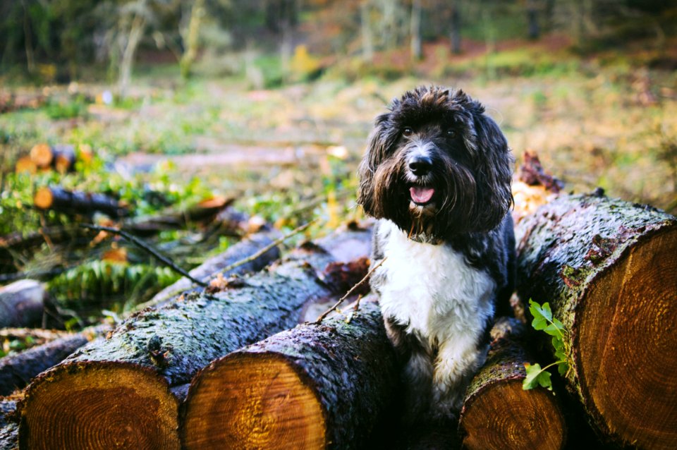Bangor, United kingdom, Scruffy dog
