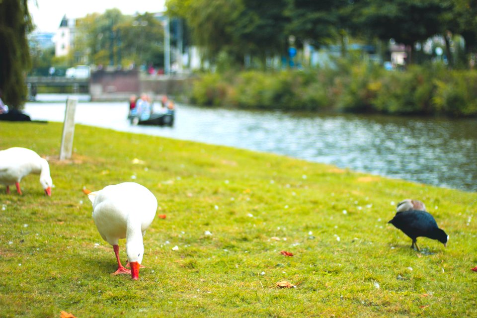 Amsterdam, Netherl, Duck