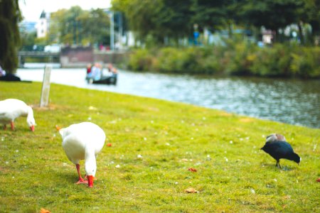 Amsterdam, Netherl, Duck photo