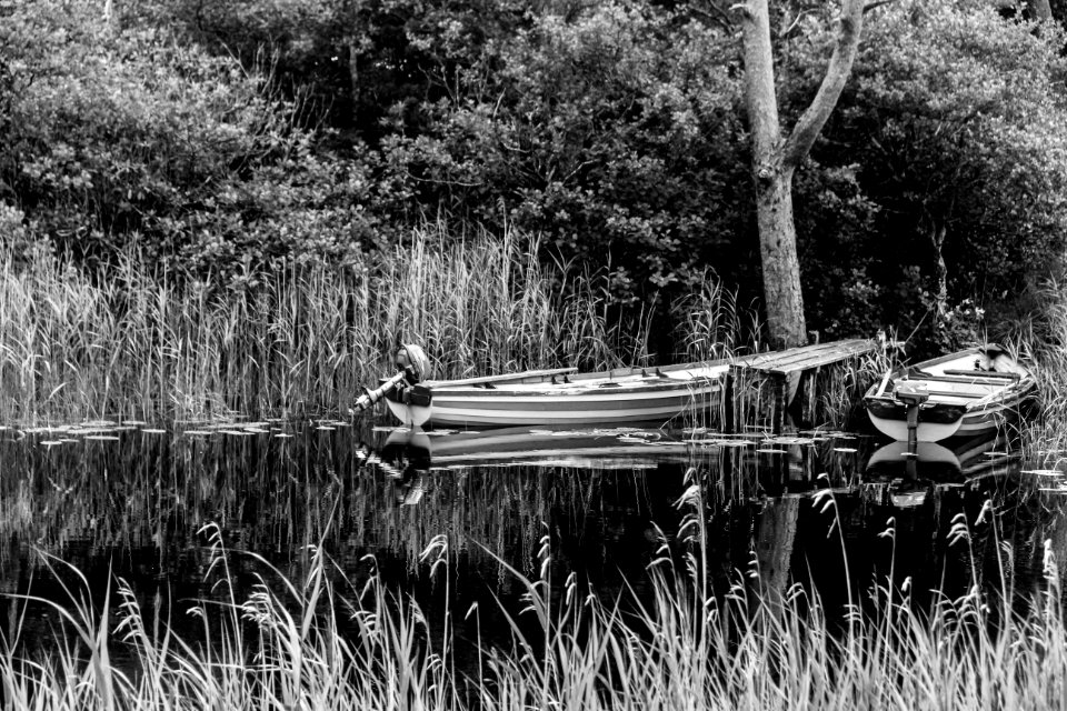 Irel, Black  white, Forest