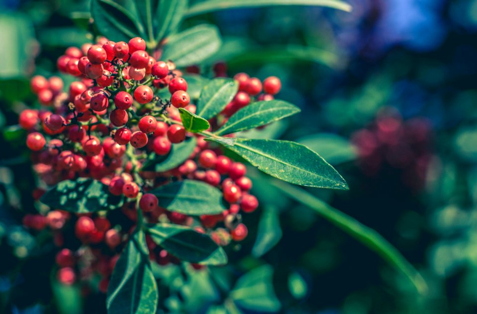 Israel, Close up, Berry photo