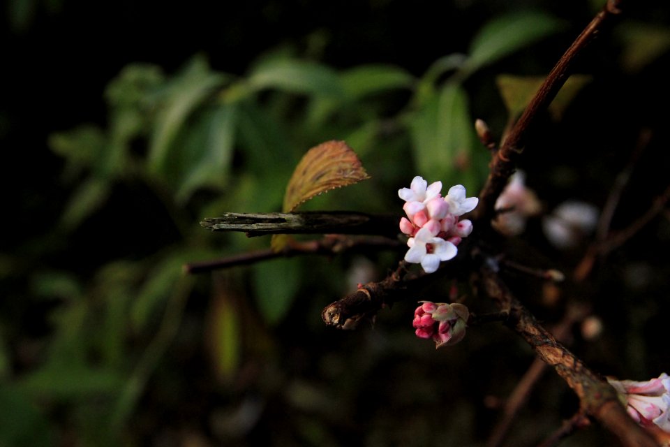Flower, Branch, Nature