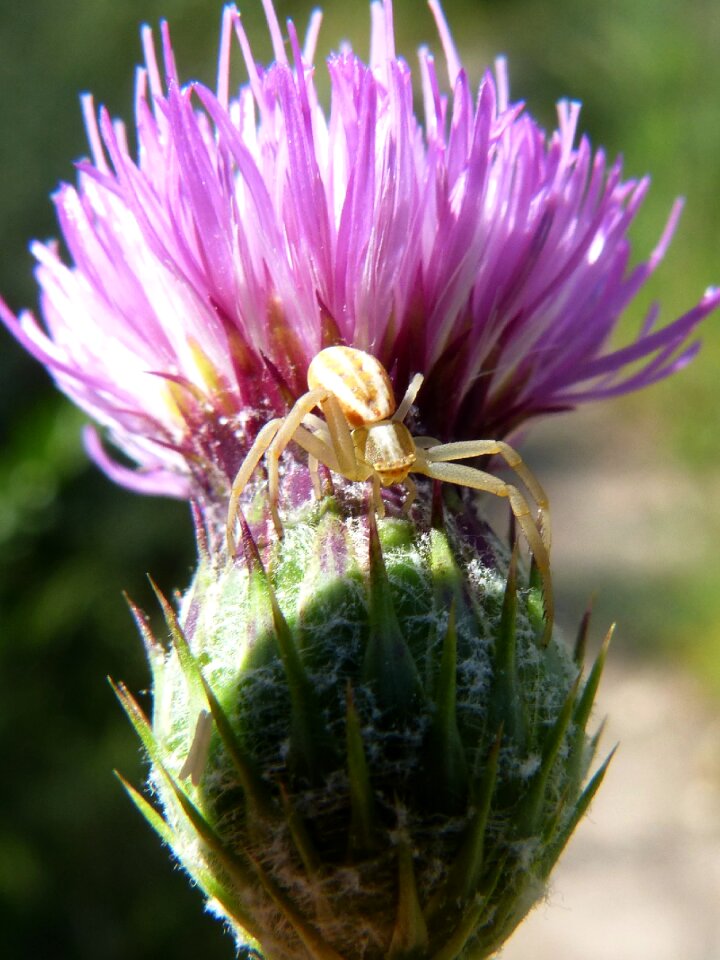 Thistle flower arachnid surprise
