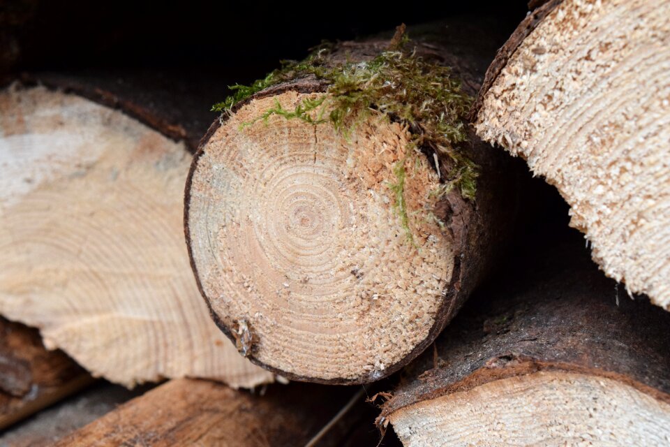 Growing stock log stacked up