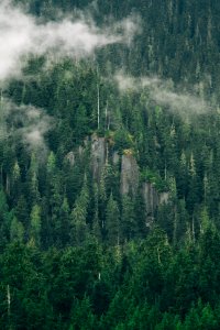 pine tree with smoke