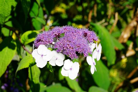 Nature purple green