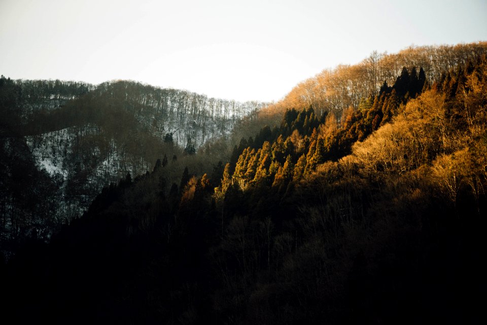 landscape photo of forest