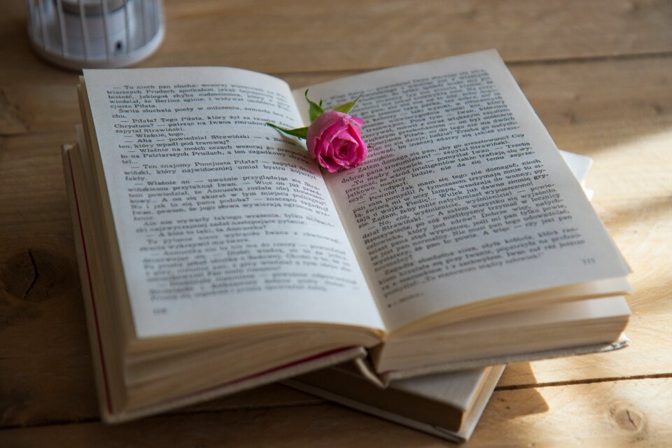 Rose novel wooden background