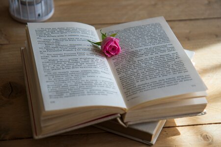 Rose novel wooden background photo
