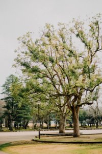 green-leafed tree photo