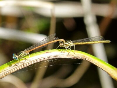 Mating branch beauty photo