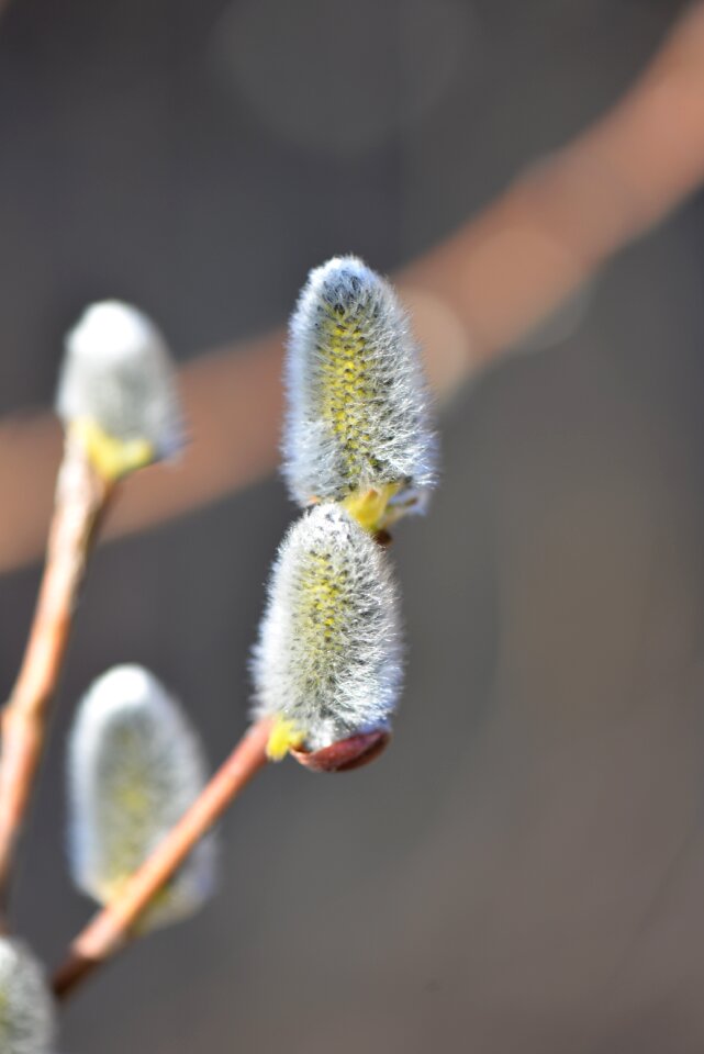 Spring blossomed close up