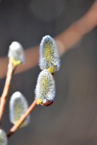Spring blossomed close up