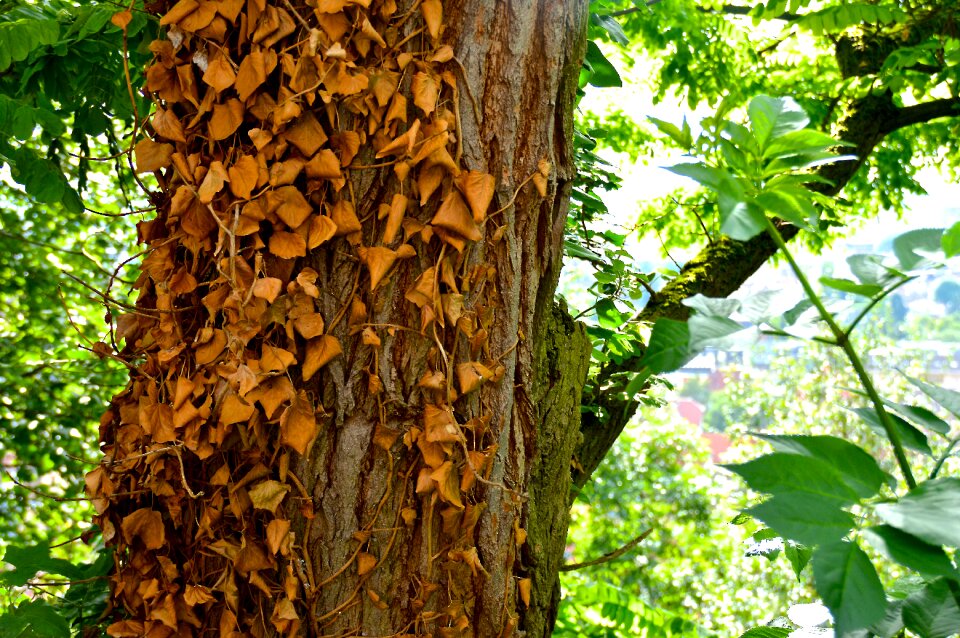 Leaves bark overgrown