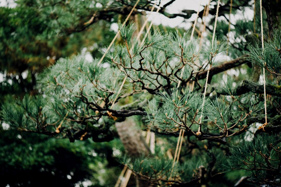 selective-focus photography of green leaf tree during daytime