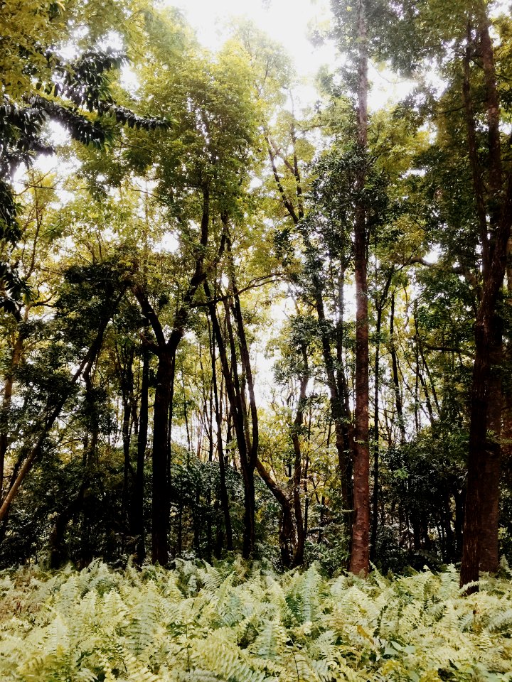field of green trees