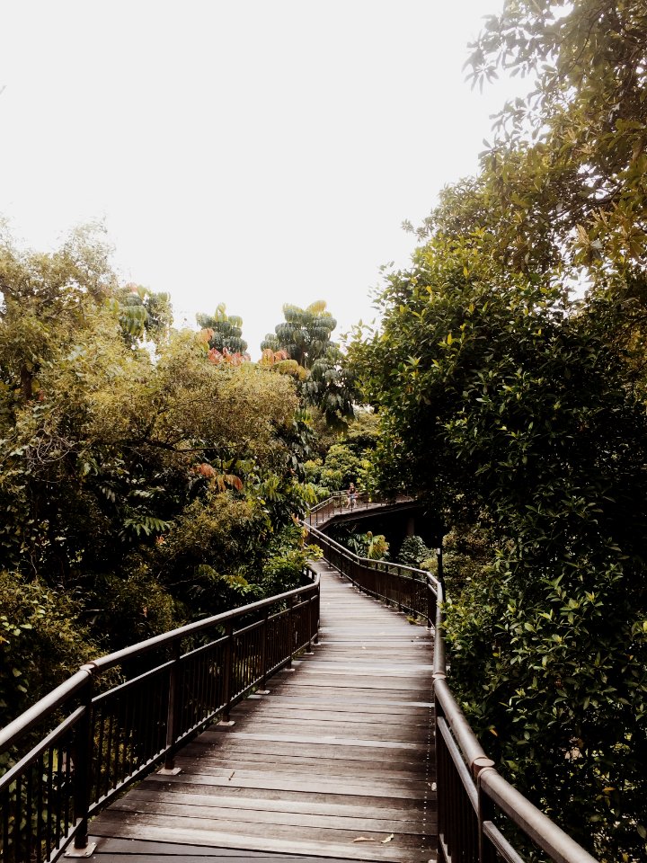 brown wooden bridge between trees