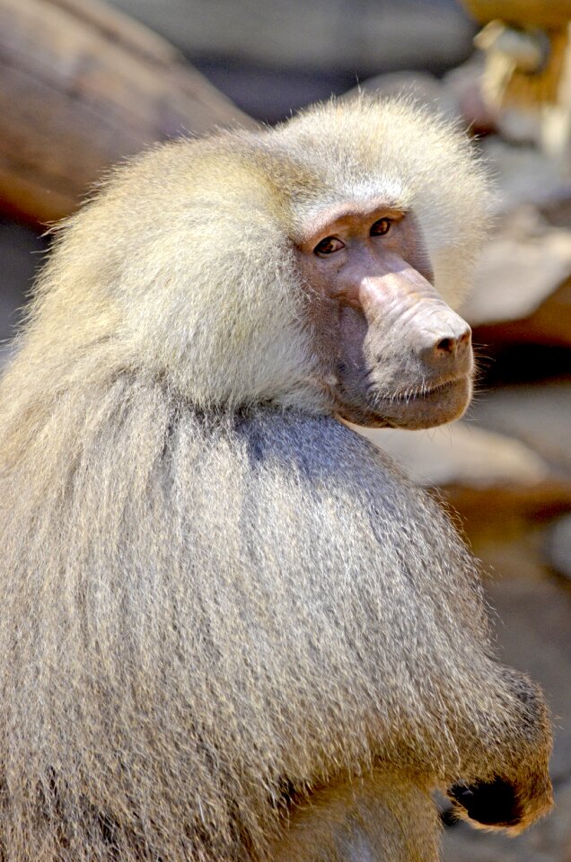 Watch monkey males male