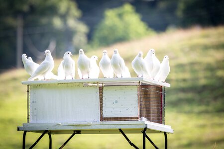 Bird plumage animal photo