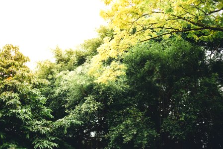 green tree