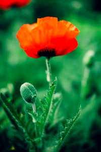 red common poppy flower selective focus phography photo
