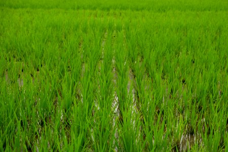 Nara, Japan, Rice paddy photo