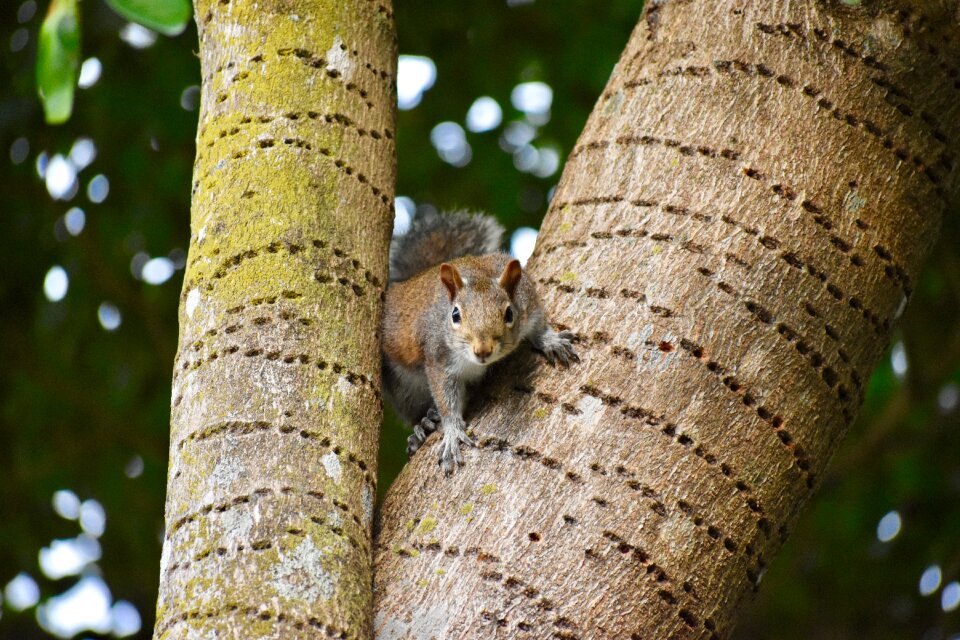Nature wild cute