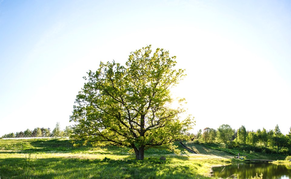 Latvia, Oak, Oak tree