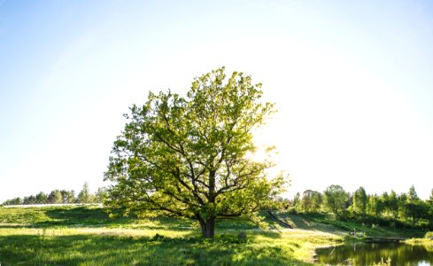 Latvia, Oak, Oak tree
