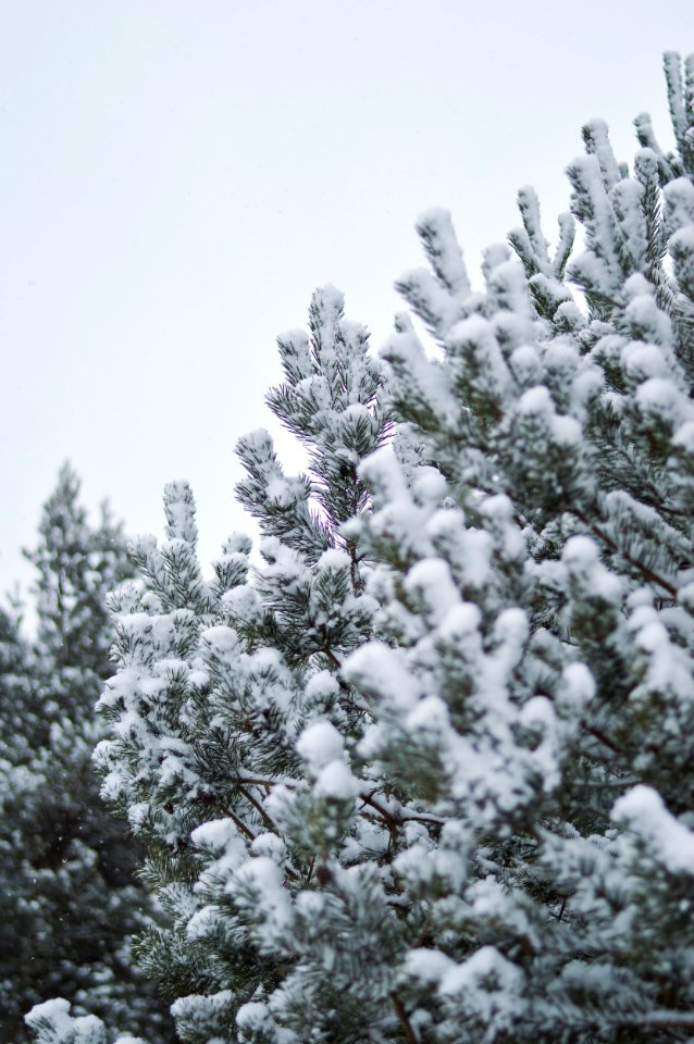 snow covered by tree during daytime