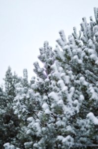 snow covered by tree during daytime photo