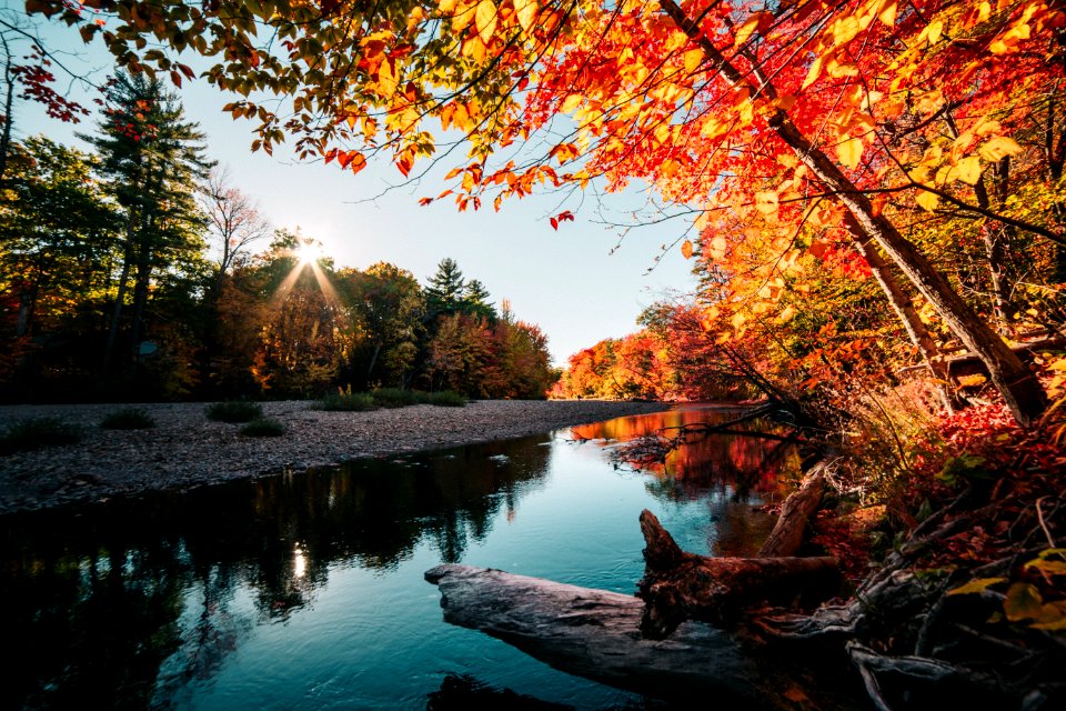 Red and yellow leaves during fall at the lake.