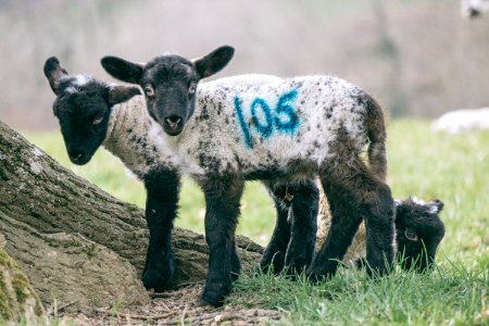 West sussex, United kingdom, Lambs photo