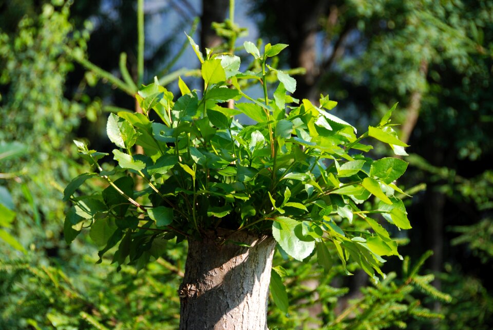 Leaves boy shoots sprout