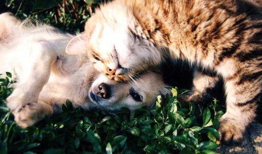 white dog and gray cat hugging each other on grass photo