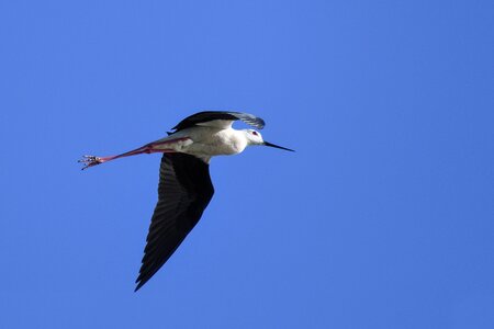 Bird wader sky photo