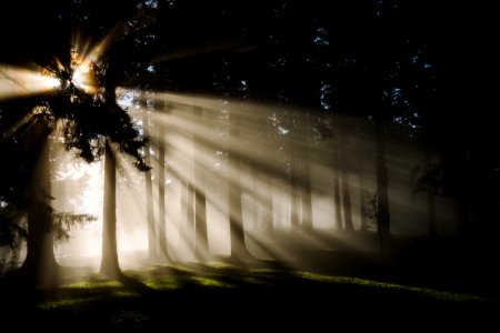 sun rays through silhouette of trees photo
