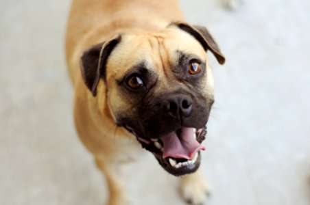 Austin, United states, Pug
