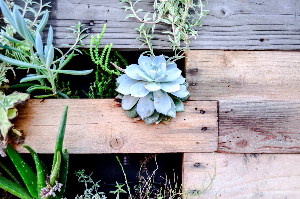 Living wall, Succulent